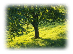 �����ؔ���